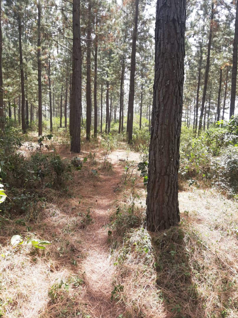 132 Acres 15 Years Pine Trees For Sale In Kiwoko Luwero At 10m Per Acre