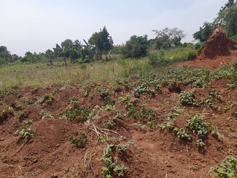 50x100ft Plots Of Land For Sale In Kiwenda Gayaza At 13m Per Plot
