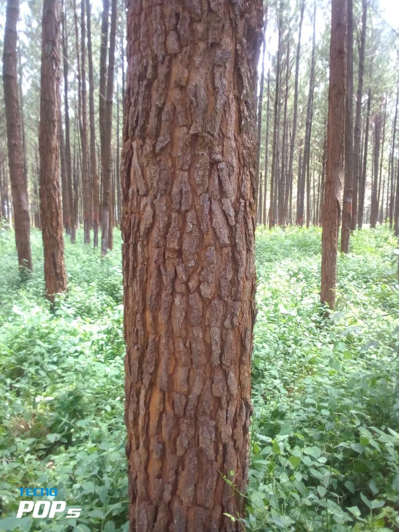 400 Acres Of 20 Year Pine Trees For Sale In Bugiri District At 9m Per