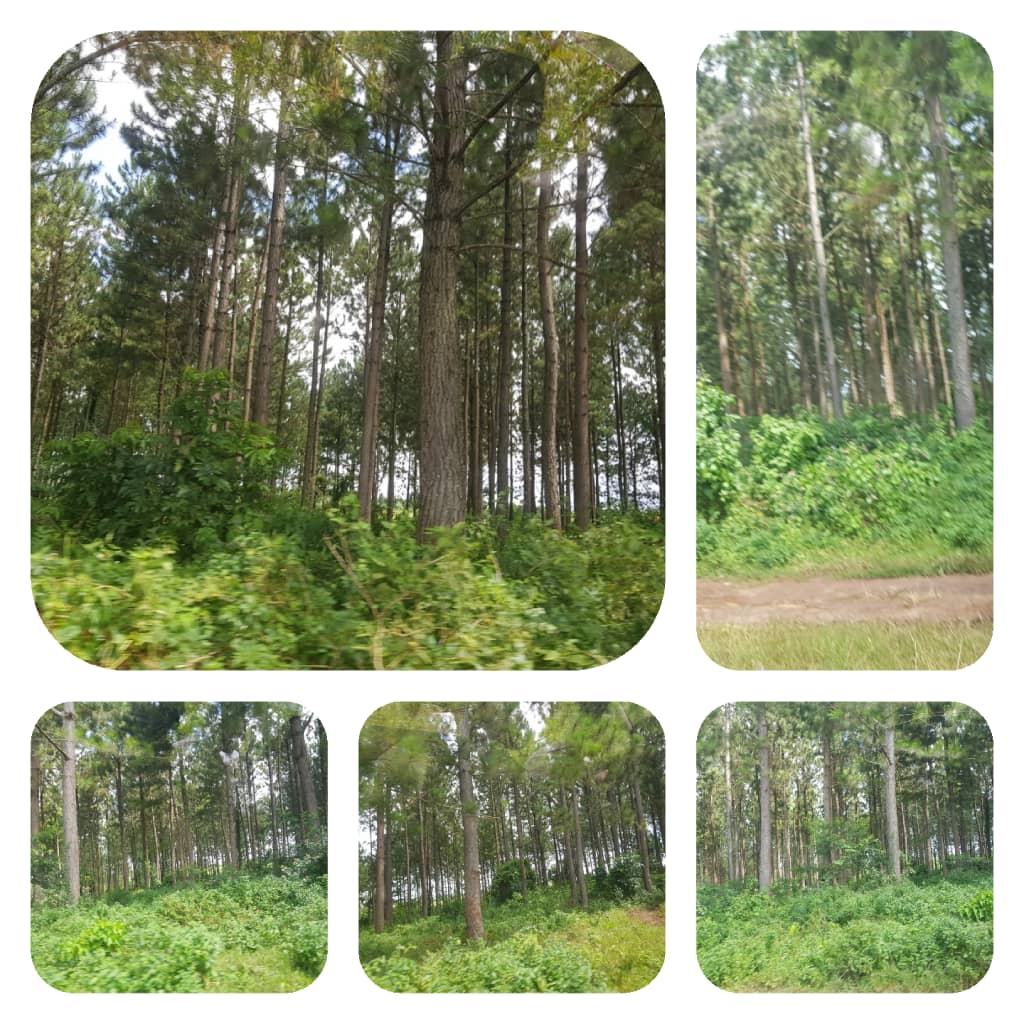 820 Acres Of Pine Trees For Sale In Nakaseke At 7m Per Acre Uganda