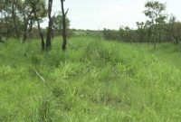 48,000 acres for sale in Amuru Atiak at 1.8m per acre