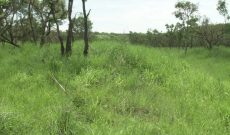 48,000 acres for sale in Amuru Atiak at 1.8m per acre