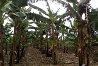 Banana plantation for sale in Busiika