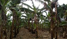 Banana plantation for sale in Busiika