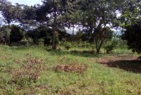 land for sale in Buikwe district 6m per acre