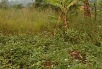 farmland for sale in Busabaga Buikwe at 8m per acre