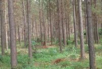 pine trees for sale in kiboga