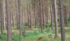 pine trees for sale in kiboga