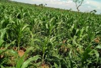 Land for sale in Kayunga 300m