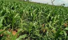 Land for sale in Kayunga 300m