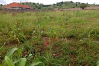 3 acres for sale in Nalumunye at 400m per acre