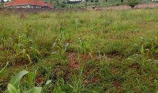 3 acres for sale in Nalumunye at 400m per acre