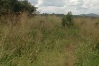1900 acres for sale in Pabbo Amuru 500,000 /= per acre