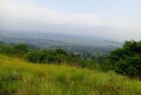 263 acres for sale in Busabaga off Lugazi on Jinja road at 10m per acre