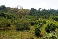 16 acres of farmland for sale in Amach Lira at 7m per acre