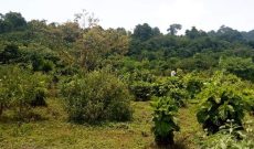16 acres of farmland for sale in Amach Lira at 7m per acre
