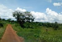 20 acres of farm land for sale in Amach Lira at 6m per acre