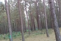 100 acres of pine trees for sale in Buhweju at 8m per acre