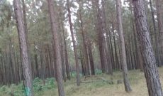 100 acres of pine trees for sale in Buhweju at 8m per acre