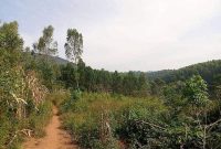 25 acres of farm land for sale in Apii Lira at 18m per acre