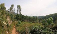 25 acres of farm land for sale in Apii Lira at 18m per acre
