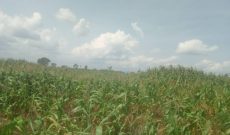 plot of land of 20x30 meters for sale in Akia Lira City at 24m shillings