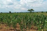plots of land for sale in Bara Apwo Lira city from 15m