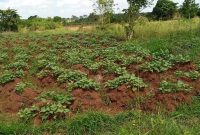 A plot of land for sale in Angwet Angwet Lira city at 40m