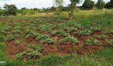 A plot of land for sale in Angwet Angwet Lira city at 40m