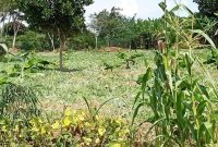 This is 3.5 acres of land for sale in Senior Quarters Lira city at 250m shillings