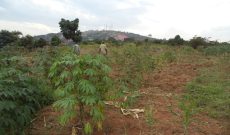 Plots of land for sale in Ayago starting at 15m shillings