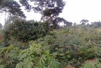4 acres for sale in Kawuku 150m