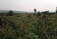 637 acres of land for sale in Kiboga at 2.8m per acre