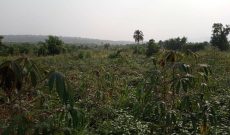 637 acres of land for sale in Kiboga at 2.8m per acre