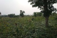 50 acres of farmland for sale in Nakaseke at 3m per acre