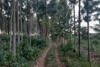 5 acres with eucalyptus for sale in Kasanje at 50m each