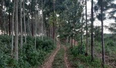 5 acres with eucalyptus for sale in Kasanje at 50m each