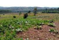 33 acres for sale in Kasanje at 60m each