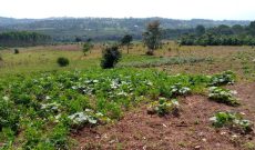 33 acres for sale in Kasanje at 60m each