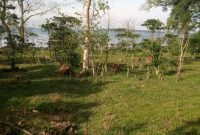 5 acre beach front land for sale in Kalangala Island at 500m