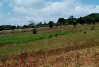 300 acres for sale in Nakawuka at 65m each