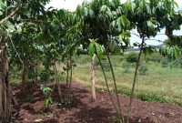 3 acres of land for sale in Bubebere Kasanje at 40m per acre