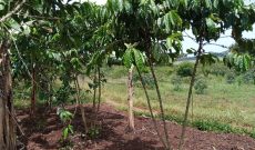 3 acres of land for sale in Bubebere Kasanje at 40m per acre