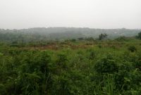 40 acres for sale in Kata Bombo road at 100m each