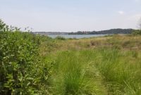 40 acres of lake shore land for sale in Kawuku at 300m