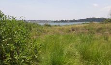 40 acres of lake shore land for sale in Kawuku at 300m