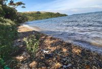 30 acres of land for Sale in the Bavuma islands off Katosi 34,000 USD