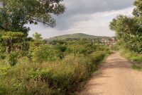These are 5 acres of land for sale in Luwube trading center in Luwero ideal for agriculture or real estate going for 25m per acre