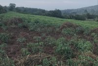 260 acres of farmland for sale in Maya Bulwanyi at 15m per acre