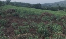 260 acres of farmland for sale in Maya Bulwanyi at 15m per acre